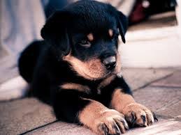 Satilik Rottweiler Yavrulari Ankara Kopek Egitimi