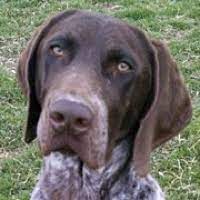 Listings are alphabetized by county (when known). German Shorthaired Pointer Rescue Adoptions