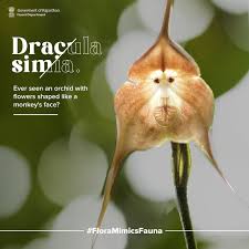 Dracula simia ...