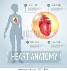 The female reproductive system contains two main parts: Heart Modern Medical Vector Photo Free Trial Bigstock