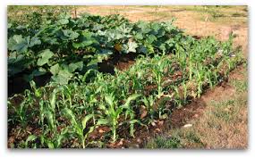 When grasped by the horse, they cause trauma to the mouth, tongue, and gums, and may cause damage further in the gastrointestinal tract. Horse Manure Crappy Soil Amendment For Your Garden Tall Clover Farm