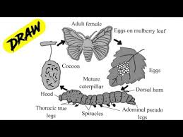 Maybe you would like to learn more about one of these? How To Draw The Diagram For The Life Cycle Of Silk Moth Mulberry Silk Worm Youtube