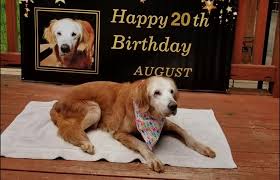 Puppy raised with love, care and patience as we. A Golden Birthday Tenn Dog 20 Becomes Oldest Living Golden Retriever