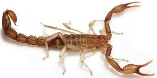Death valley national park hotels with a pool. New Scorpion Species Discovered In Death Valley L A Now Los Angeles Times