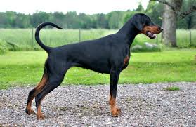 Dobermann Wikipedia