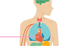 Nutrition Tips For Chronic Myeloid Leukemia Cml