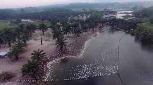 *visit duck farm and learn about the rearing of ducks.*a resort with facilities for bbq, aquatic an. Trong Leisure Farm Resort Youtube