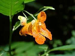 Image result for Impatiens psychadelphoides