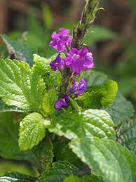 Image result for Stachytarpheta