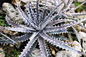 Image result for Dyckia