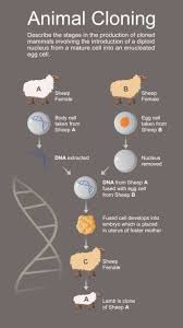 Animal Cloning Animal Cloning Mitosis Sheep Animal Embryo Biology Biotechnology Cell Mitosis Chemistry Experiments Interactive Science Notebook