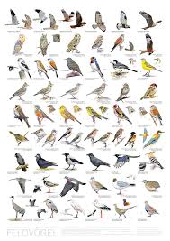 Bird Posters Garden Birds Woodland Birds Farmland Birds Vogelposter Gartenvogel Waldvogel Feldvogel Heimische Vogel Vogelkunde Vogel Im Garten