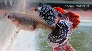 Guppy Fish Farm In Kerala Youtube