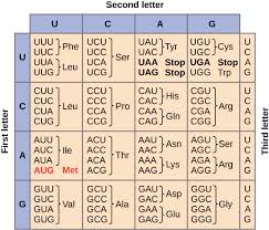 Dna (deoxyribonucleic acid) is the information storage system of the body. Rna And Protein Synthesis Review Article Khan Academy