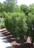 Image result