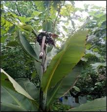 Image result for Ensete gilletii