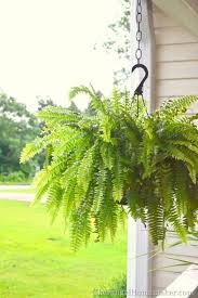 How To Keep Your Ferns Green And Growing Even In The Summer Heat Porch Plants Porch Flowers Hanging Plants Indoor