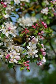 Commonly called the crabapple or crab apple tree, its fruits are edible but are often too tart and. Royalty Free On Apple Tree Photos Free Download Pxfuel