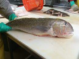 What does tilefish taste like? Citrus Grilled Golden Tilefish With Coconut Lime Compound Butter Grillgirl