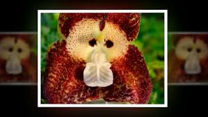 Dracula Simia Flowers. Have you ever ...