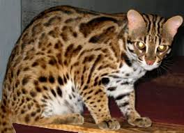 House Cat With Mascara Lines What Breed Pictures Asian Leopard Cat One Of The Ancestors Of My Mokave Jag Cat Asian Leopard Cat Bengal Cat Bengal Cat For Sale