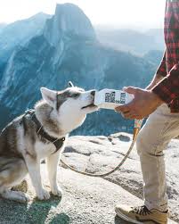 Check spelling or type a new query. Hd Wallpaper A Gray And White Husky Drinking Water Out Of A Boxed Water Carton Wallpaper Flare