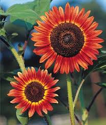 Cappuccino Hybrid Sunflower Seeds And Plants Annual Flower Garden At Burpee Com Annual Flowers Beautiful Flowers Garden Sunflower Garden