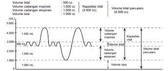 Volume udara residu lebih kurang 1500 ml. Pengertian Volume Pernapasan Dan Kapasitas Paru Paru Info Pendidikan Dan Biologi