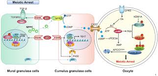 Maybe you would like to learn more about one of these? Frontiers Mechanisms Of Oocyte Maturation And Related Epigenetic Regulation Cell And Developmental Biology