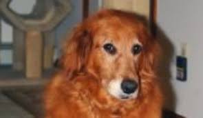 Image result for skotský setr gordonsetr