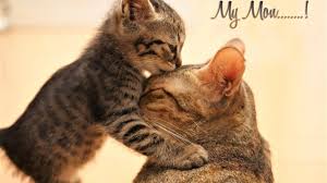 Choose from hundreds of free cat wallpapers. Kitten Cute Kiss Cats Cat Giving Kiss 1366x768 Wallpaper Teahub Io