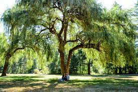 Browse the user profile and get inspired. Couple Photo Session Couple Under A Weeping Willow Tree Outdoor Photoshoot Photos By True Essencephotos Outdoor Photoshoot Photo Sessions Photo