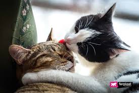 Staggeringly, brits spend more than £ in this article, our emergency vet lists several flowers and plants which are poisonous to cats. Poisonous Plants And Flowers Dangerous To Cats