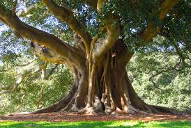 Image result for Ficus obliqua