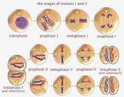 How to draw water cycle step by step (very easy)/water cycle drawing. 3 1 Essential Ideas 3 1 3 Meiosis Teaching Biology Meiosis Mitosis