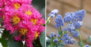 Maybe you would like to learn more about one of these? Abbellire Il Giardino Con Questi 5 Alberi Con Fiori Colorati Ispiratevi