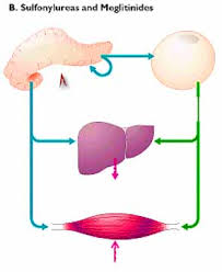Image result for Meglitinide