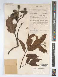 Image result for Maranthes