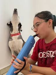 Saquen la banquetera #saquenlachela #banquetera #perrito #amigos #adn4...