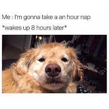 Me I M Gonna Take A An Hour Nap Wakes Up 8 Hours Later Daily Lol Pics Funny Animal Memes Funny Dog Memes Funny Pictures