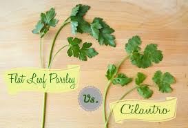 An Easy Trick To Quickly Identify Flat Leaf Parsley Vs Cilantro Plus Recipes Parsley Cilantro Healthy Fruits And Vegetables