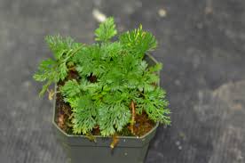 Image result for Hermannia parvula