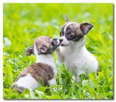 4 to 6 meals daily; How To Raise A Chihuahua Puppy