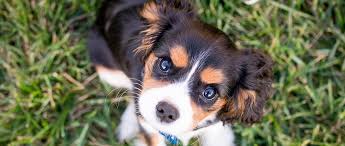 The company offers pet foods, pet toys and flea and tick control products to feed and farm stores, groomers, veterinarians and pet stores. Phillips Pet Food Supplies Home Facebook