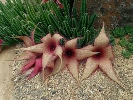 Image result for Stapelia gigantea