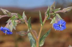 Image result for Trichodesma zeylanicum