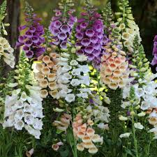 Image result for Digitalis purpurea alba/ red spots
