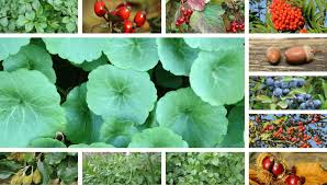 Listing of edible flowers that are free and nutritious food. What To Forage In November The Best Wild Food Plants To Harvest