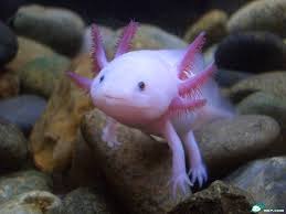 1742871750 C39ccbd931 O Jpg Image Weird Sea Creatures Unusual Animals Weird Animals