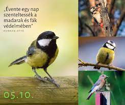 Élőben jelentkeztünk be a madarak és fák napján sukoróról a vadmadárkórházból. Madarak Es Fak Napja 3 Izgalmas Tevekenyseg Zoldito